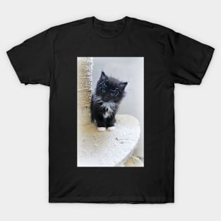 Tiny Baby Spider Whiskers T-Shirt